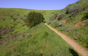 trail2